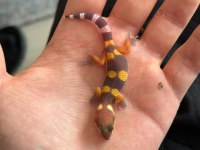 LEOPAR VE AFRİKAN FAT TAİLED GECKO