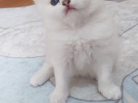 British longhair kedisi beyaz