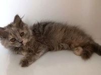 Sevimli ve pofuduk British Longhair yavrumuz