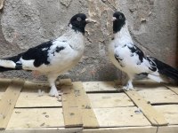 1 çift bozalı 1 adet dolapçı güvercin