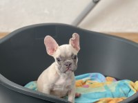 Exotic french bulldog renk yavrum