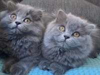 British Longhair Yavrularım