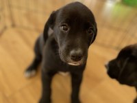 Labrador yavru köpeğimiz
