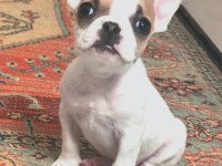 Dişi 1.5 aylık french bulldog