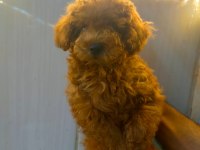 Sevimli ve Oyuncu Poodle Yavrularımız