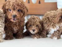 Wc eğitimli kore maltipoo yavrularımız