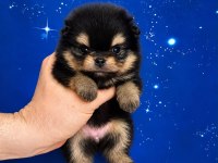 Pomeranian Black Tan En Minik