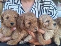 Maltipoo Kalite Yavrular Irk Sağlık Garantili