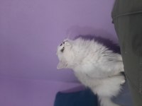 Yetişkin british longhair 1.5 yaşında