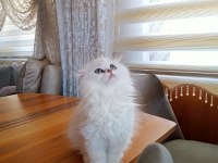 Scottish fold dişi