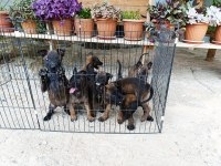 Belçika malinois dişi ve erkek mevcut