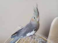 Dişi Grey Sultan Papağanı Damızlık