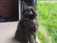 Tüm aşı ve belgeler ile eksiksiz kayıtlı şecereli maine coon
