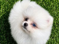 Bembeyaz Mavi Gözlü Dişi Pomeranian Boo