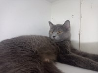 Dişi ve erkek british shorthair