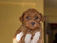 Şirin Maltipoo Bebeklerimiz Yeni Yuvasını Arıyor