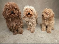 Yetişkin 2 Dişi Ve 1 Erkek Toy Poodle