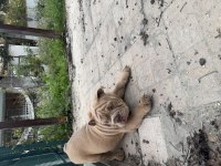 Egzotik ingiliz bulldog yavrularımız en iyisini isteyene