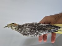 Ele alışık sultan papağanı yavruları