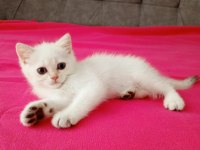 2 aylık erkek british shorthair yavrular