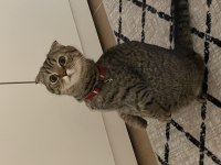 Scottish Fold Kızımıza Ömürlük Yuva Arıyoruz