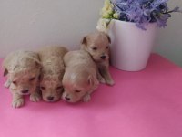Dişi erkek pet eğitimli maltipoo yavrular