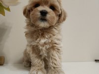 Kore Maltipoo kg garantili