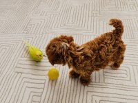 Ev üretimi gerçek teacup maltipoo