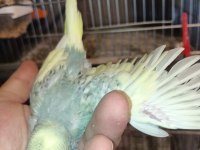 ev üretimi yavru muhabbet kuşları