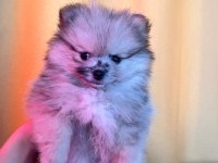 Pomeranian boo teddy bear