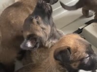Belçika Malinois yavruları