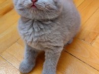 ŞEKERİLİNKOO VE FISTILILİNKO KEDİLERİM