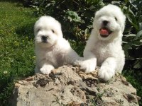 MALTESE TERRIER YAVRULARI