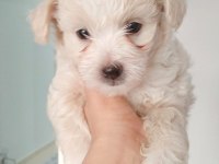 Ankara Maltipoo