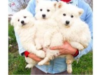 KAR BEYAZI SAMOYED YAVRULARIMIZ YENİ SAHİBİNİ ARIYOR