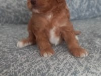 A KALİTE ŞECERELİ MALTİPOO YAVRULARIMIZ