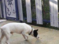 Jack russell 6 yaşında erkek