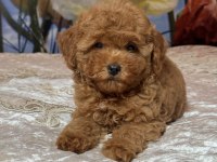 TOMBİK TOY POODLE BEBEKLER