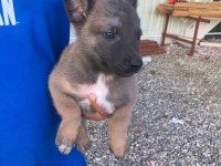 Süper malinois yavrularımız anne baba şampiyon