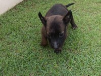 Maskeli Blue Belçika Malinois