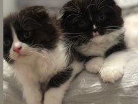 Minik yavrularımız scottish fold