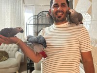 Bebekler Hazır yuvalarına gitmeye jako papağanı
