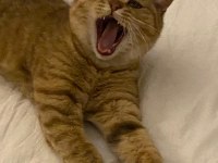 KEDİMİZ TARÇIN ONU SEVECEK AİLESİNİ ARIYOR