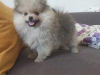 Pomeranian boo erkek köpeğimiz