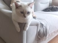 British Shorthair Pamuk Prens