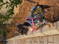 Safkan issabel tan french bulldog 1 yaşında dişi