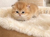 GOLDEN BRİTİSH SHORTHAİR YAVRULAR