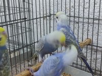Rainbow Muhabbet Kuşu Adana Çukurova