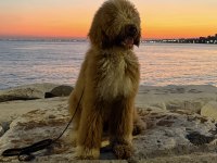 Full eğitimli 6 aylık dev poodle erkek yavru