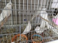 Albino kırmızı göz sultan papağanı